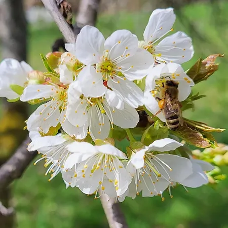 فندق Walkenstein