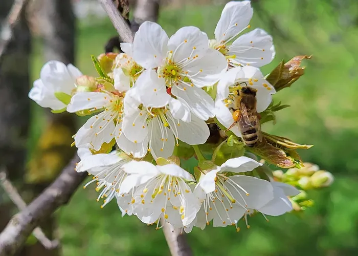 فندق Walkenstein